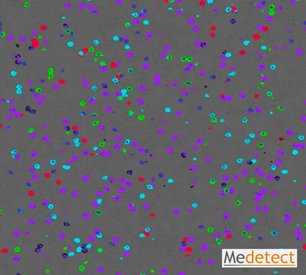 Human blood immune cells / leukocytes