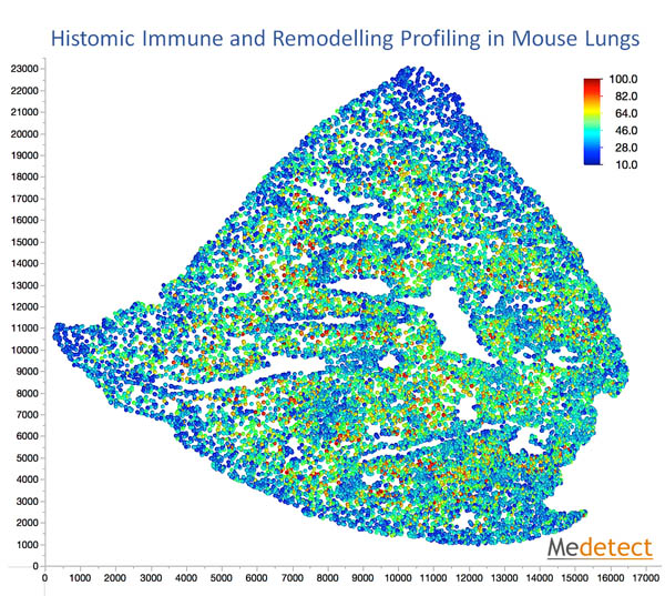 Mouse Lungs